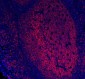Anti-CD20/MS4A1 Antibody Picoband™ (monoclonal, 4I11)